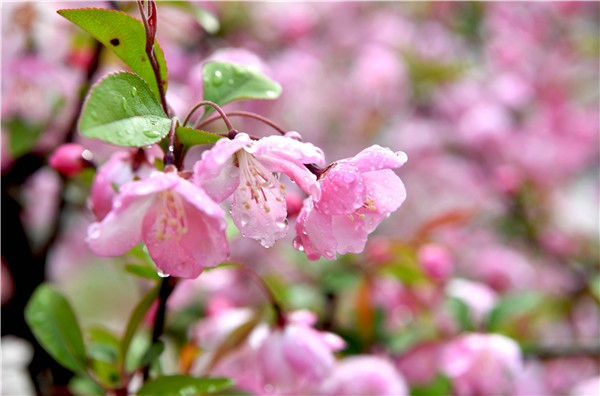 当日,一场春雨让古城亳州市市政公园的海棠花更加娇艳迷人,呈现出一派