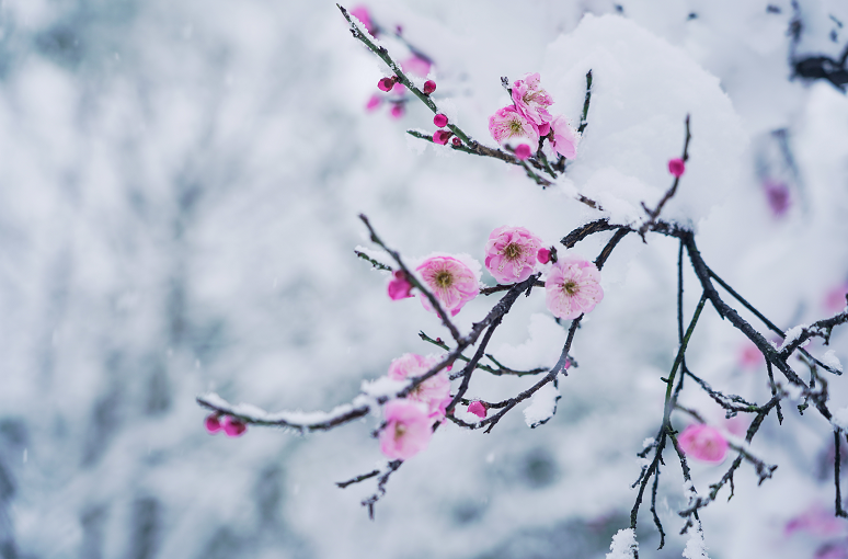 琉璃世界白雪红梅合肥雪景太美了