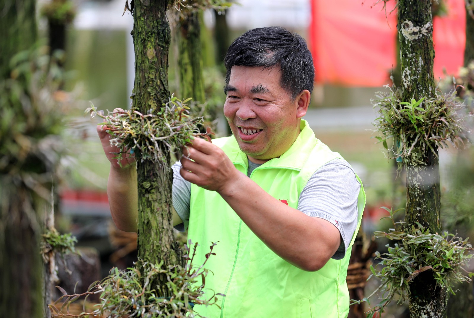 7月14日，安徽省全椒县六镇镇东王村村民在管护原木种植的铁皮石斛。 (2)