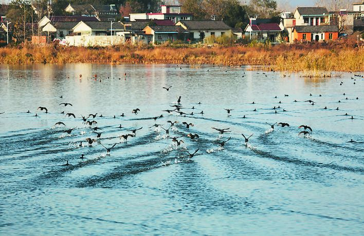 安徽巢湖半島國家溼地公園迎來眾多白骨頂雞越冬