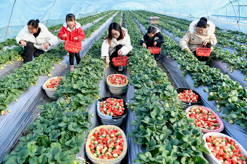 在安徽省亳州市利辛县孙庙乡阳光村,游客在温室大棚内采摘草莓