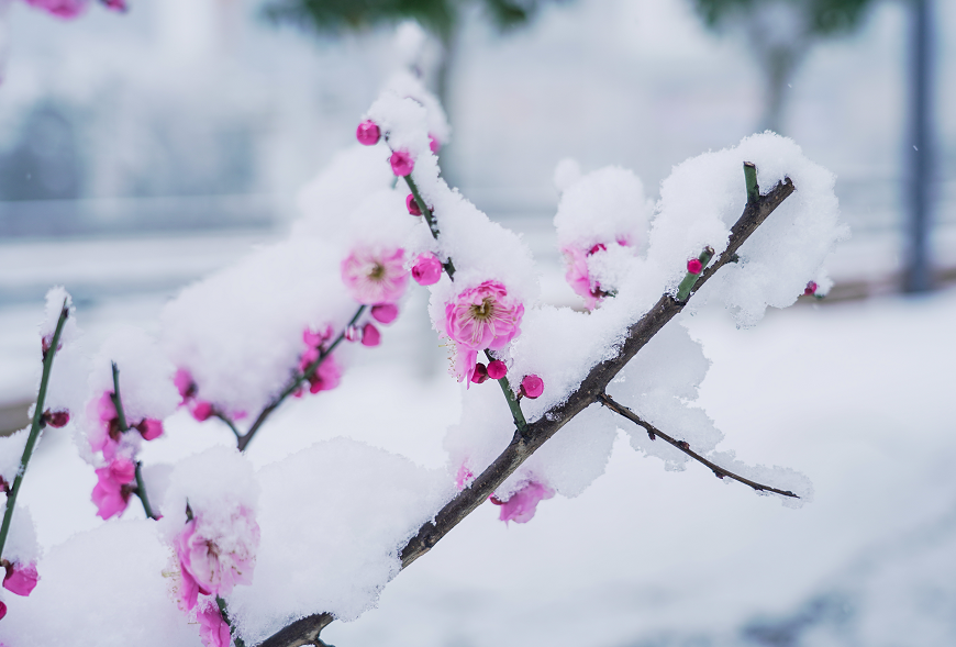 琉璃世界白雪紅梅合肥雪景太美了