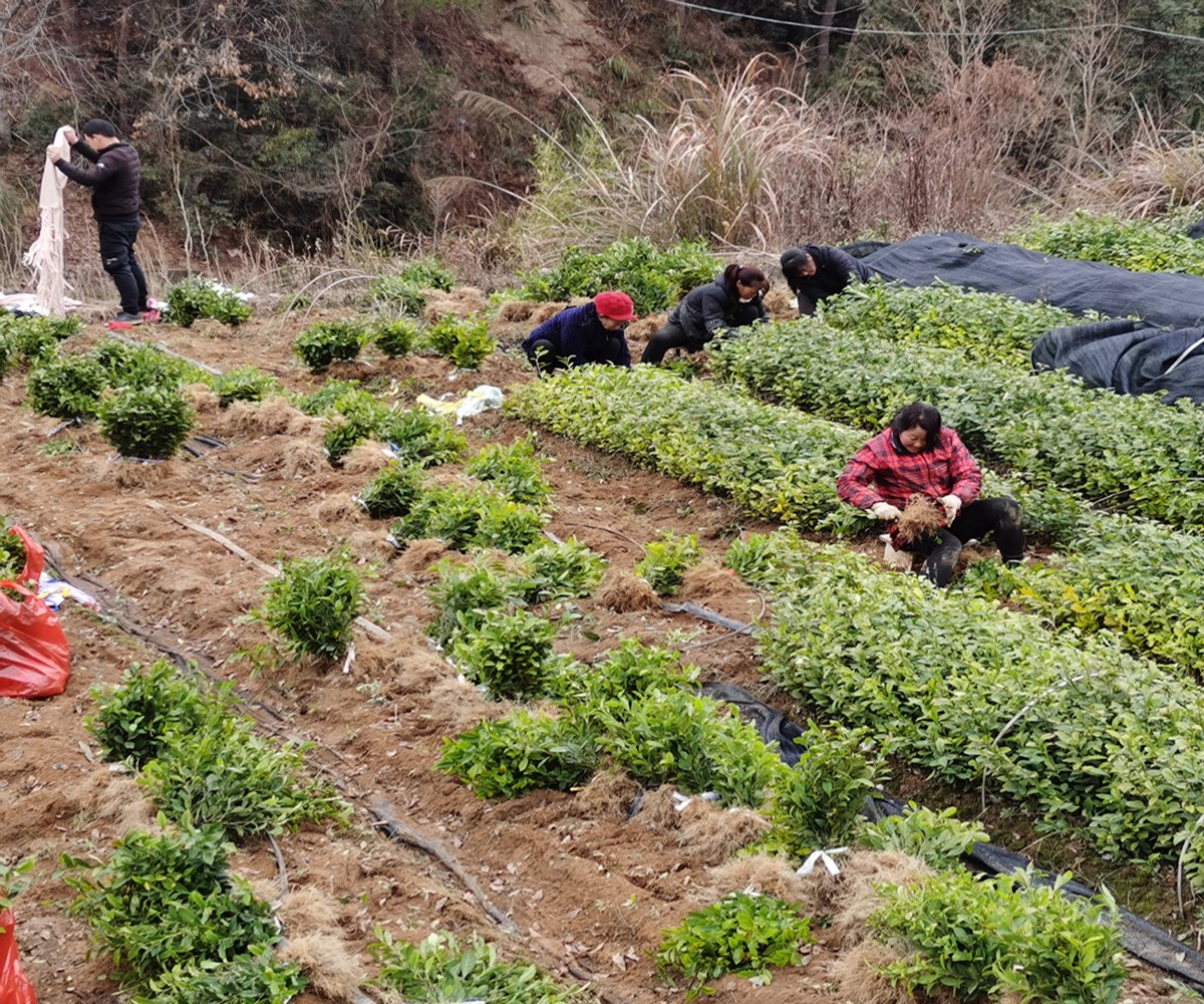 優質茶苗銷路旺蔣貽亮夫婦扦插茶苗有一手