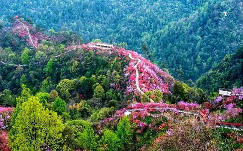 安徽热门赏花地岳西天峡一夜春风吹岭上开遍映山红
